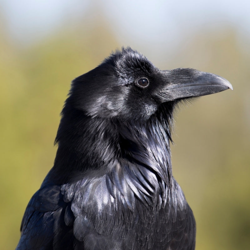 Close-up of a black raven with a blurred natural background