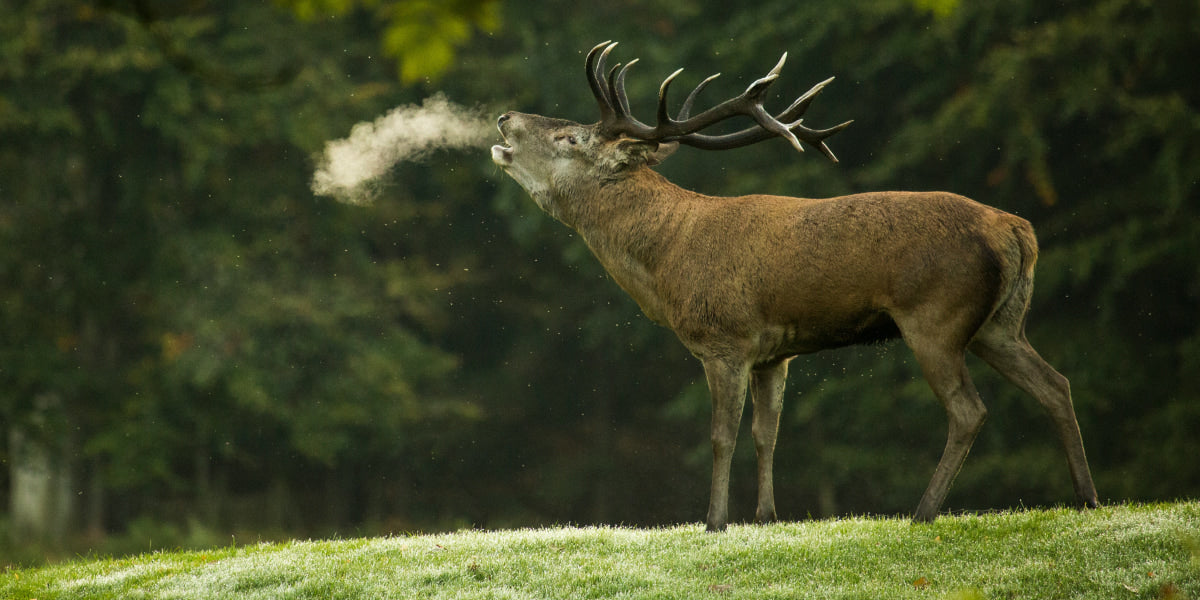 Red deer in the forest