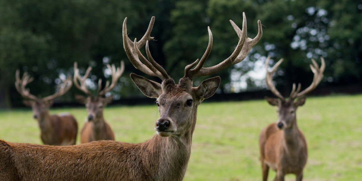 A herd of red deer