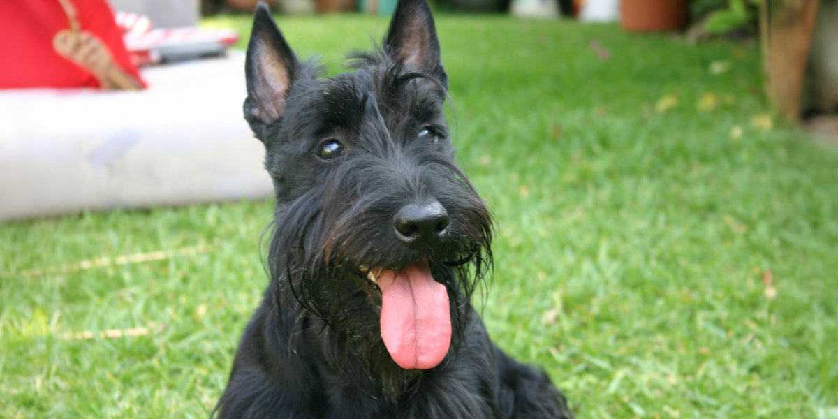 Scottish Terrier dog smiling