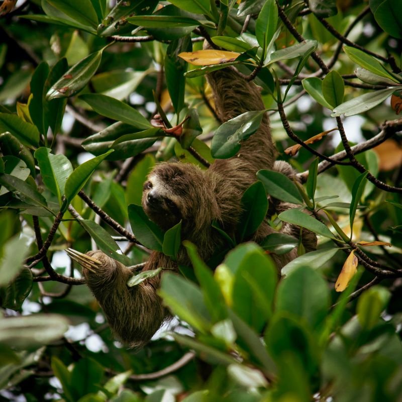 Sloth on a tree