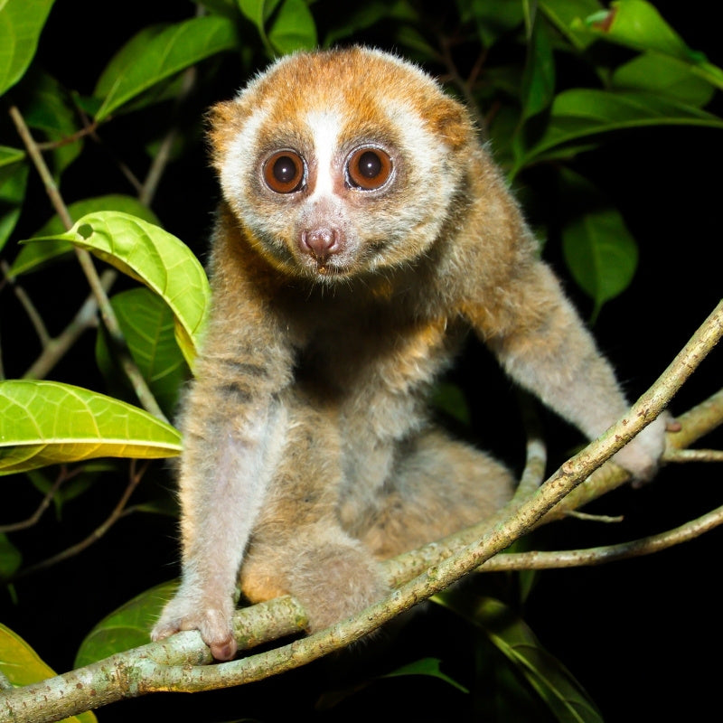 Slow loris sitting on a branch with green leaves in the background