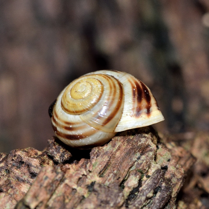 Snail with a brown and white shell on a textured surface