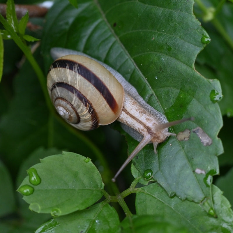 Snail on a green leaf with a blurred background
