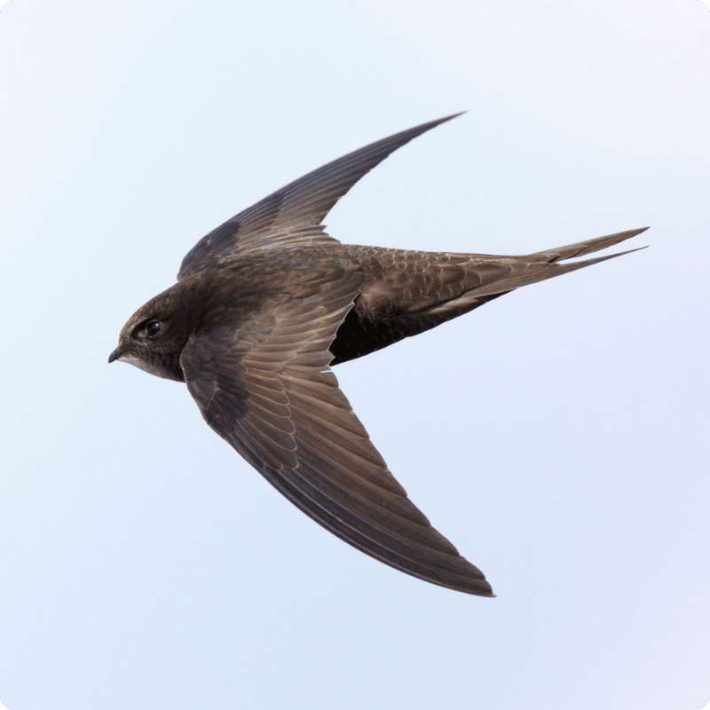 Bird flying against a clear blue sky