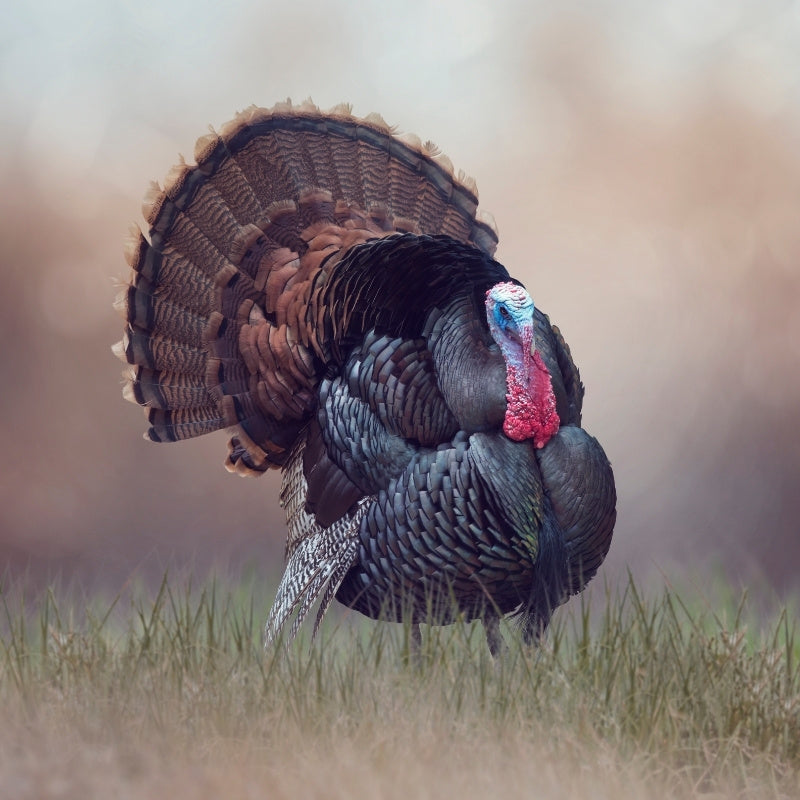 Turkey with a large fan of feathers in a grassy field