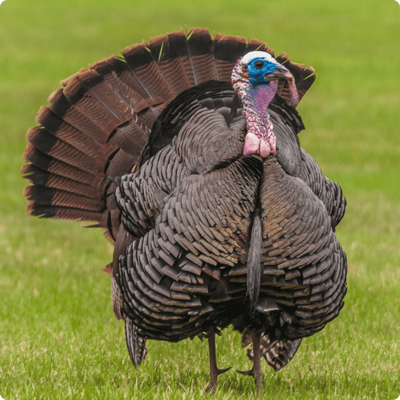 Turkey displaying its feathers on a grassy field