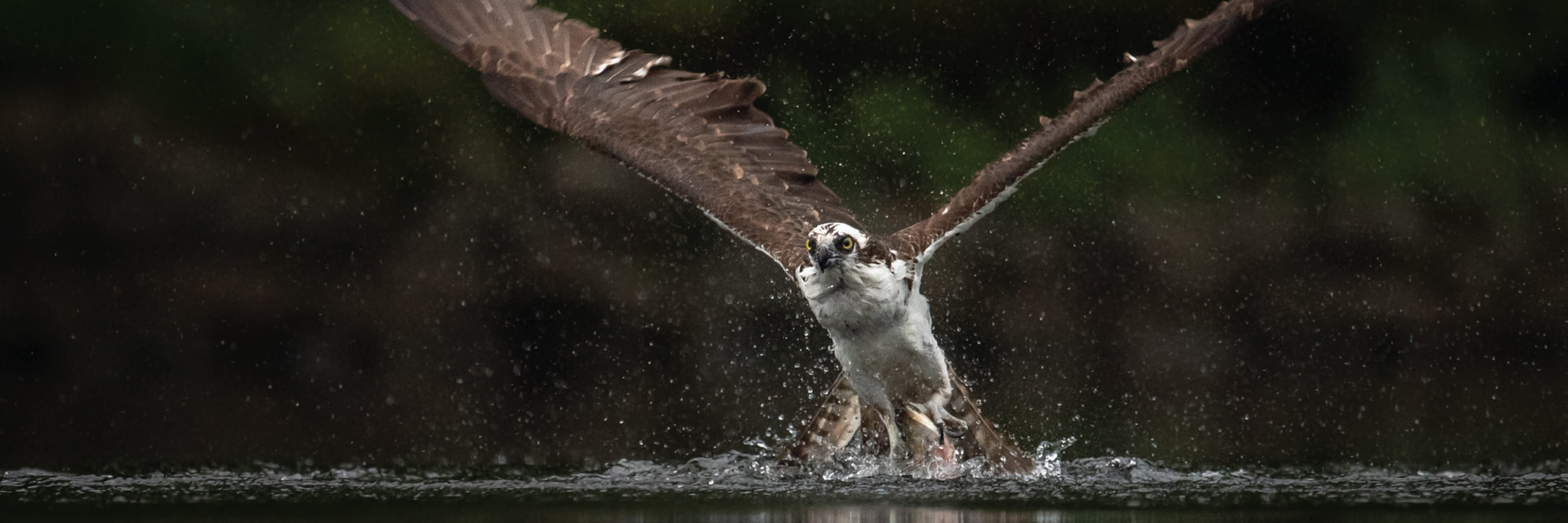 Osprey
