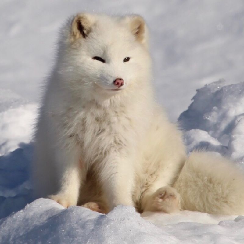 Artic fox