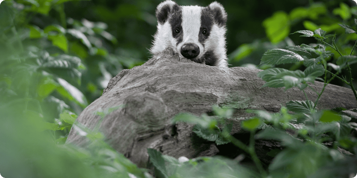Badger hiding behind a log.