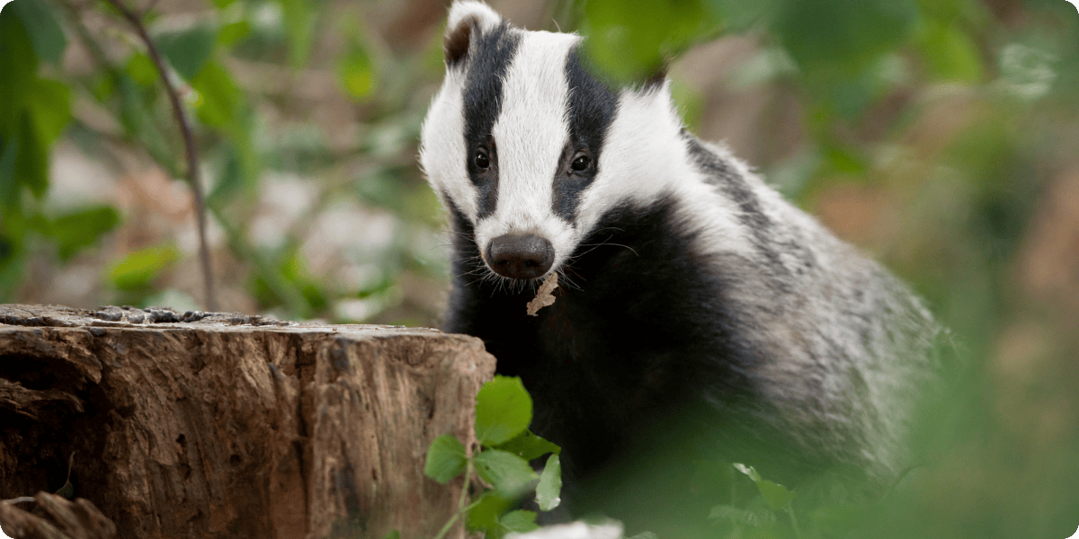 Badger in its habitat.