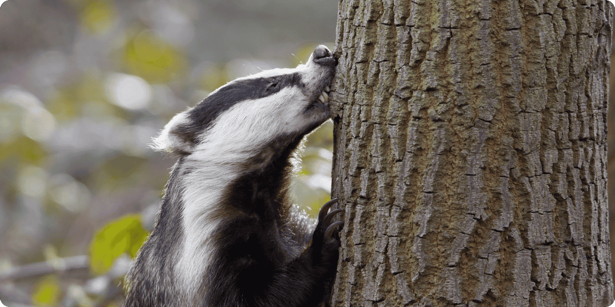 badger chewing on a log.
