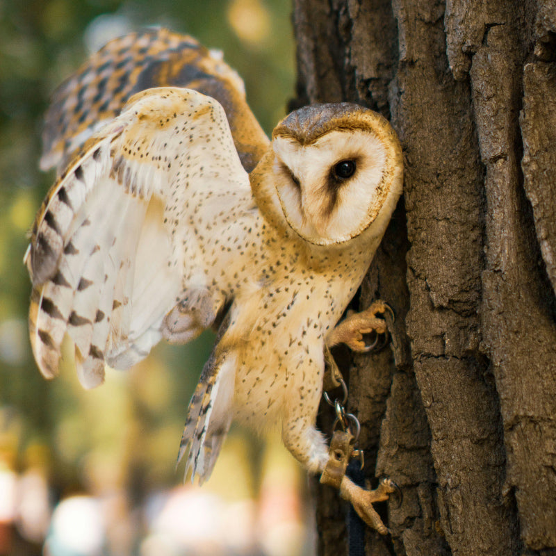 a barn owl on a tree