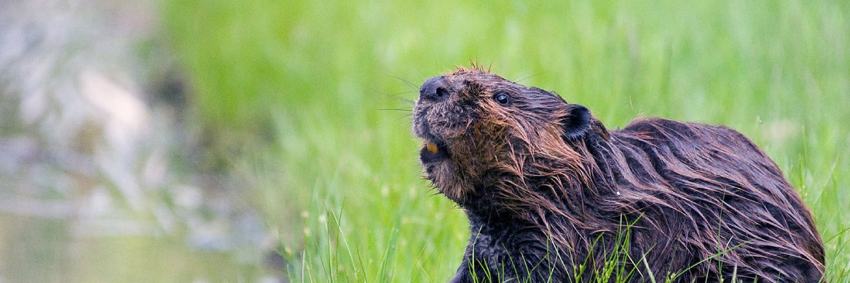 beaver