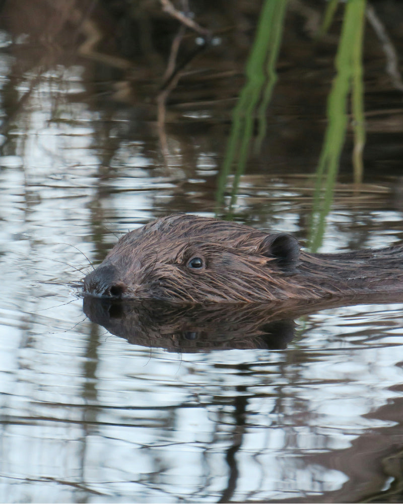 beaver swimming