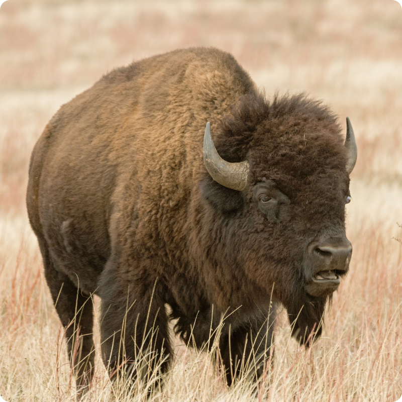 Bison