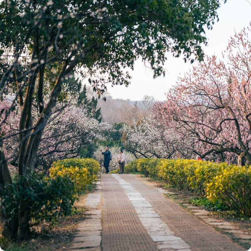 Two people walking along a path lined with cherry blossom trees in bloom.