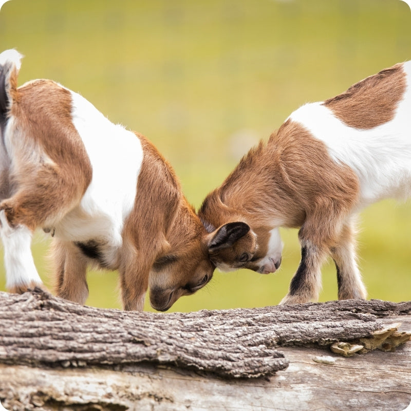 goats