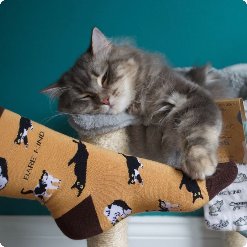 Cat playing with a mustard yellow sock featuring black cat illustrations against a teal background.