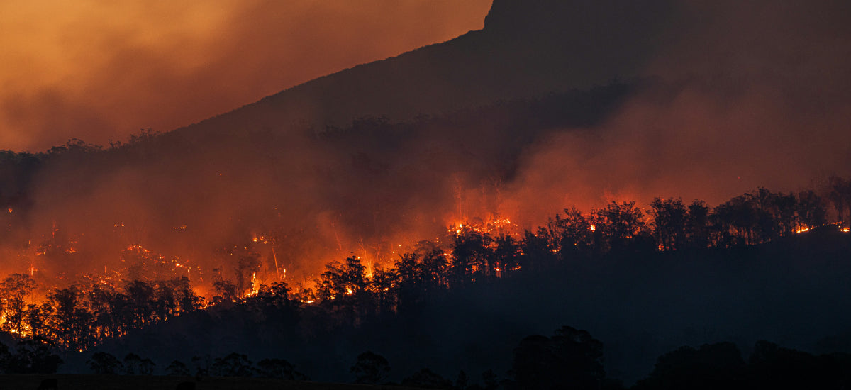 australian bush fires