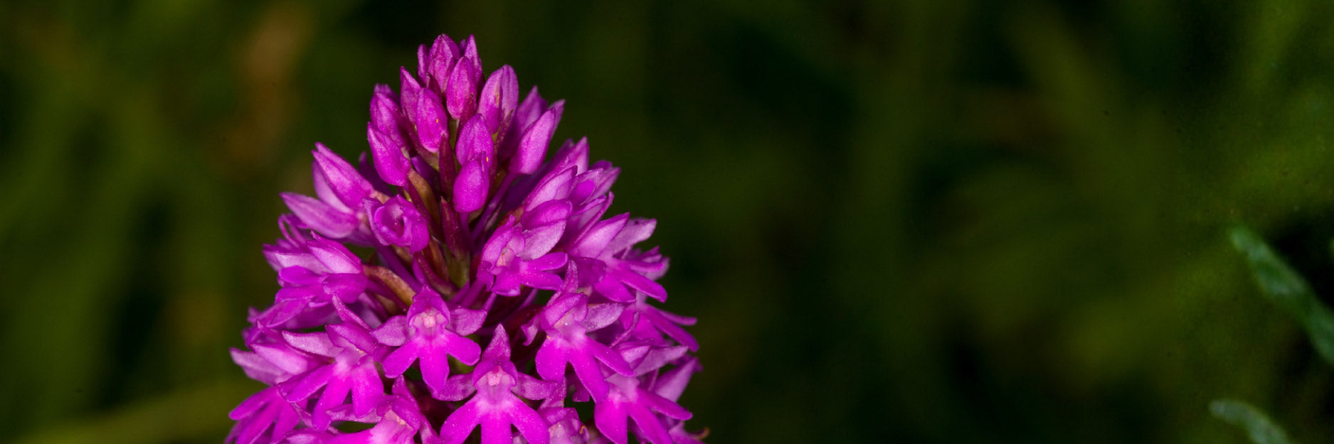Close-up of a purple orchid flower with a blurred green background