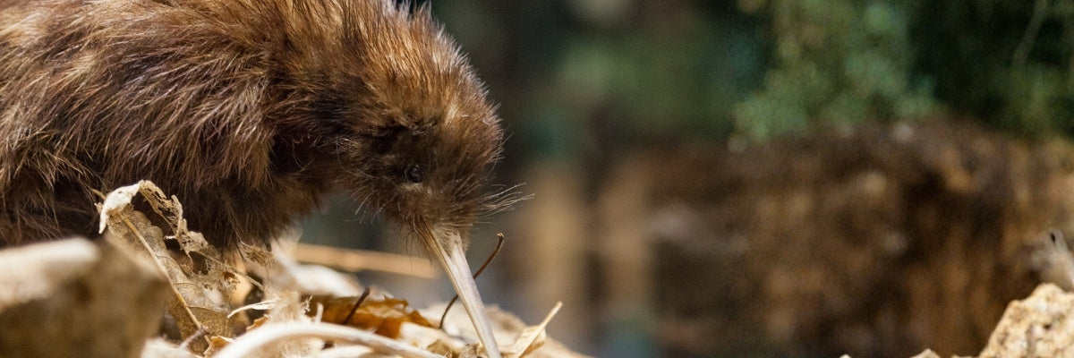 Close-up of a small brown kiwi on a natural background