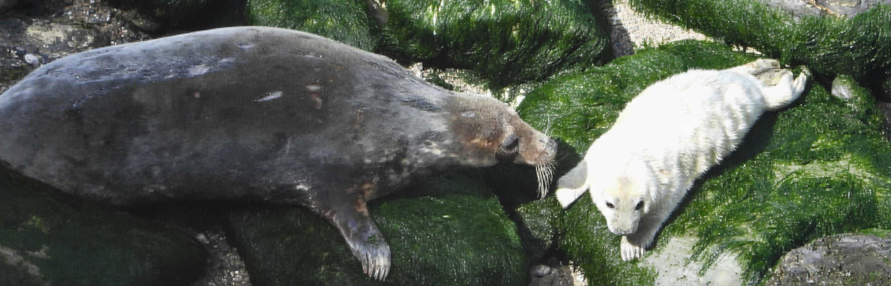 Two seals on a rocky surface with green algae
