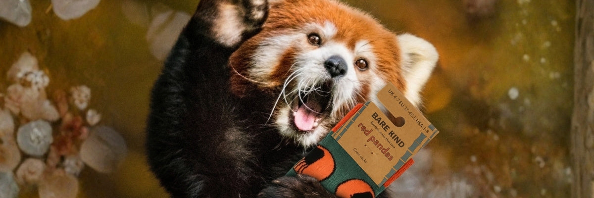 Red panda