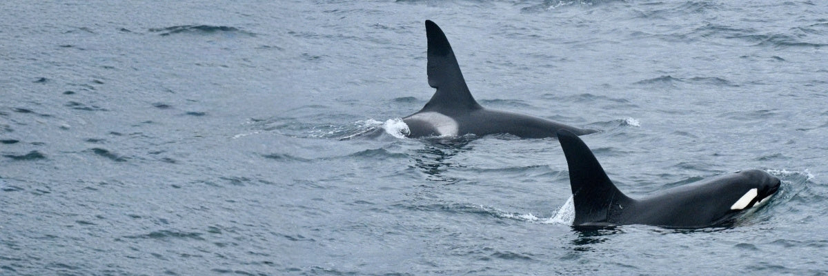 Two orcas swimming in the ocean