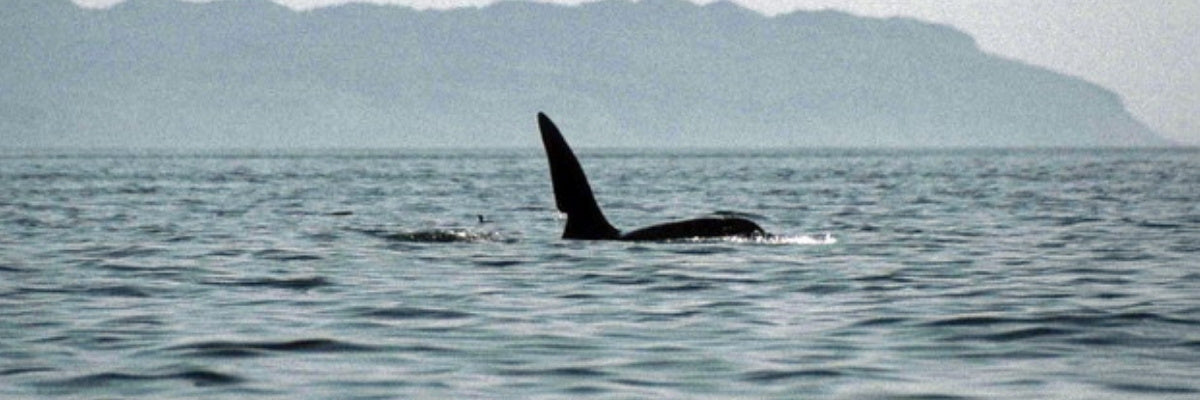 Orca  in the water with a mountainous background