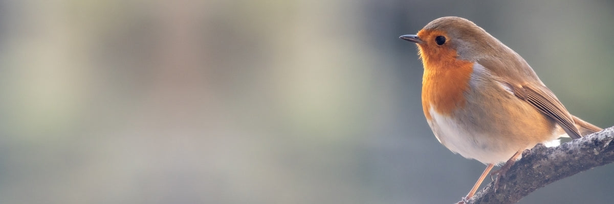 Bird perched on a branch with a blurred natural background
