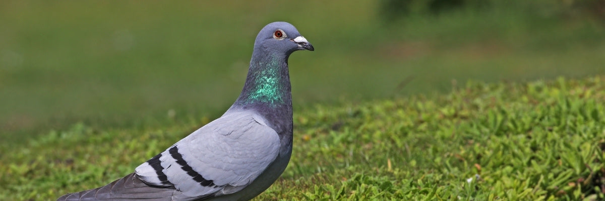 Pigeon