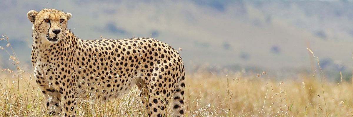 cheetah