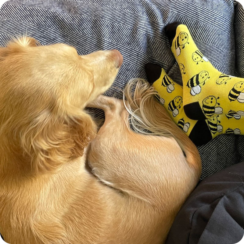 dog, bee socks