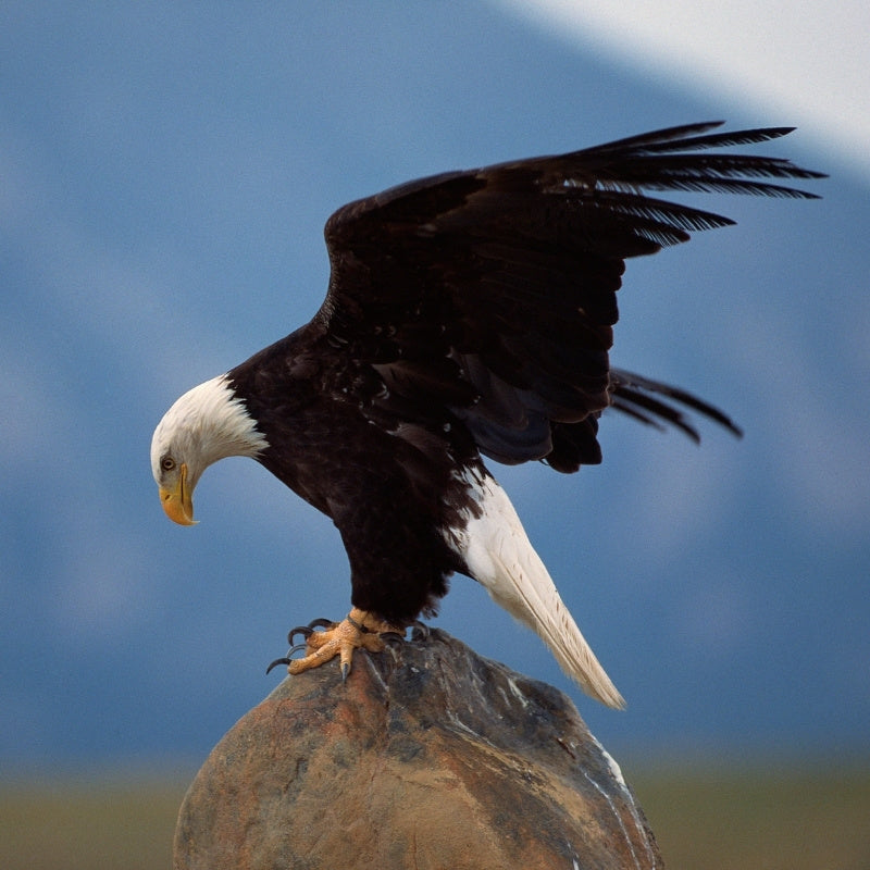 Eagle