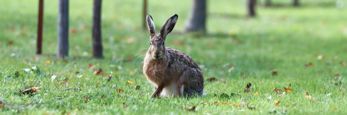 hare in the forest