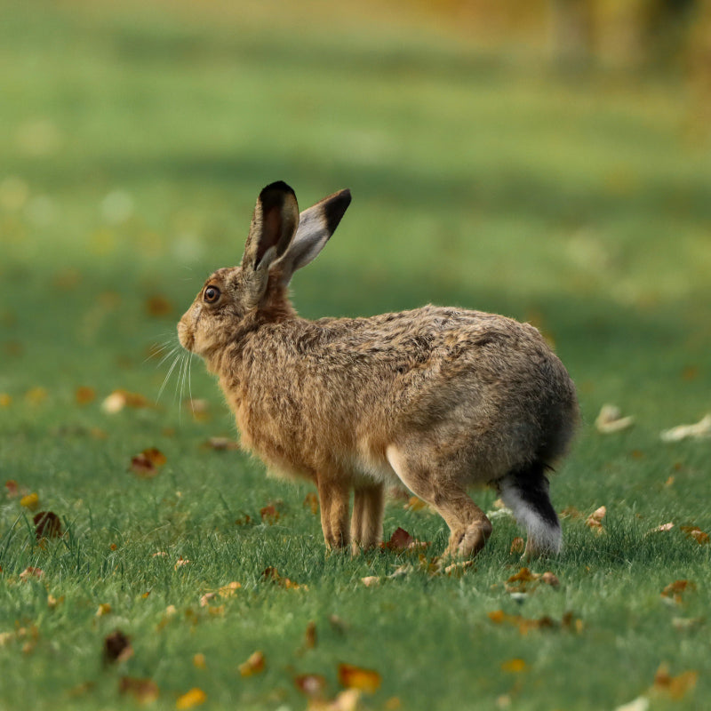 a hare from back in the garden