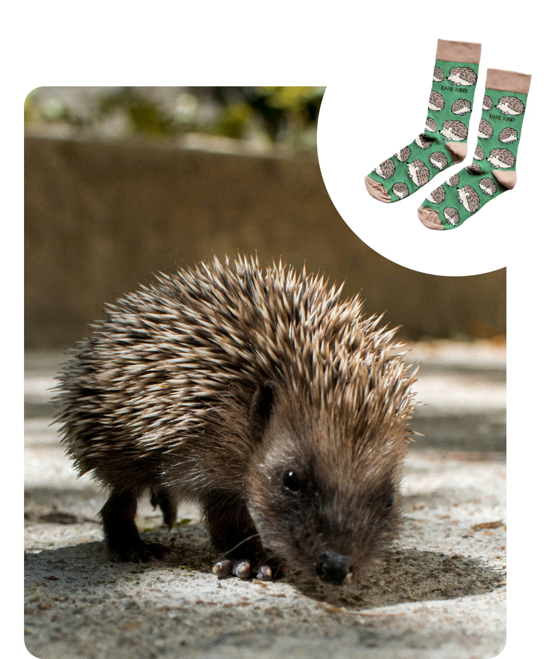 hedgehog and hedgehog socks