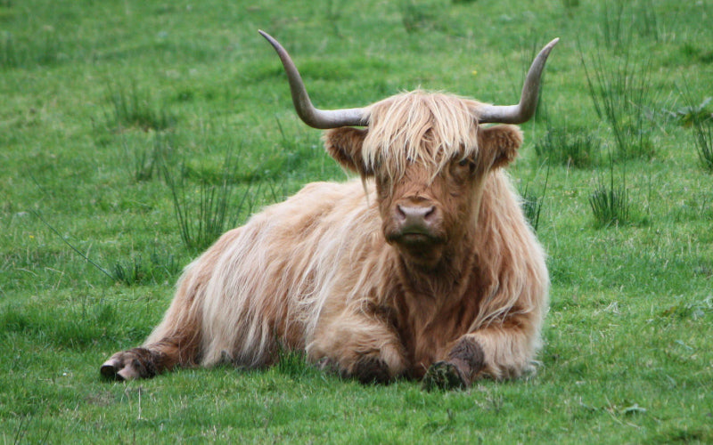 highland cow lying down on greenery