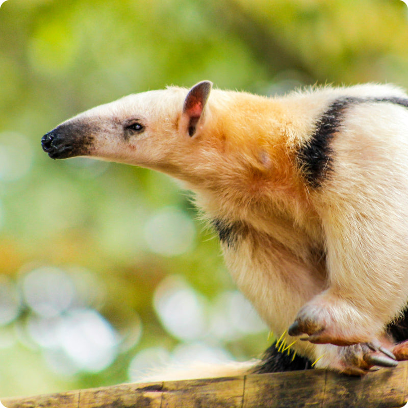 anteater