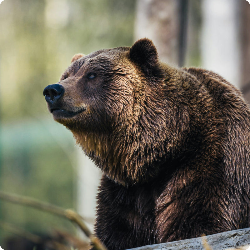 brown bear