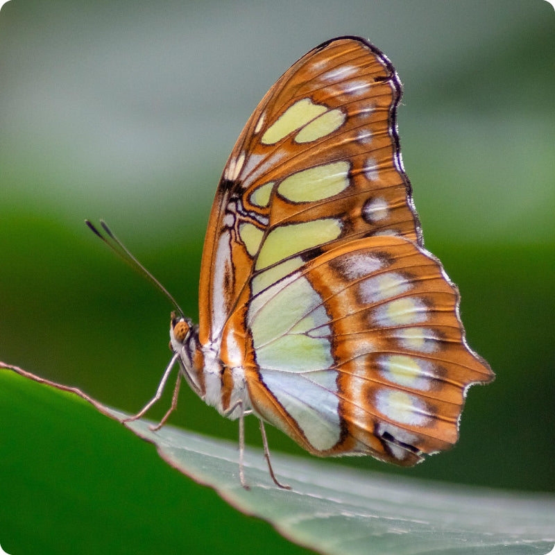 butterfly on a leaf