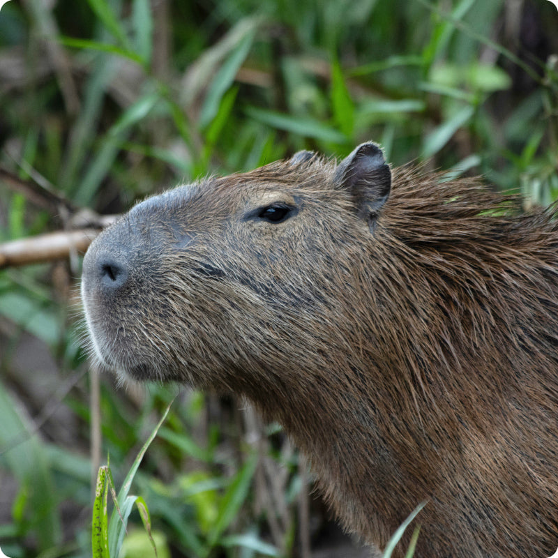 capybara