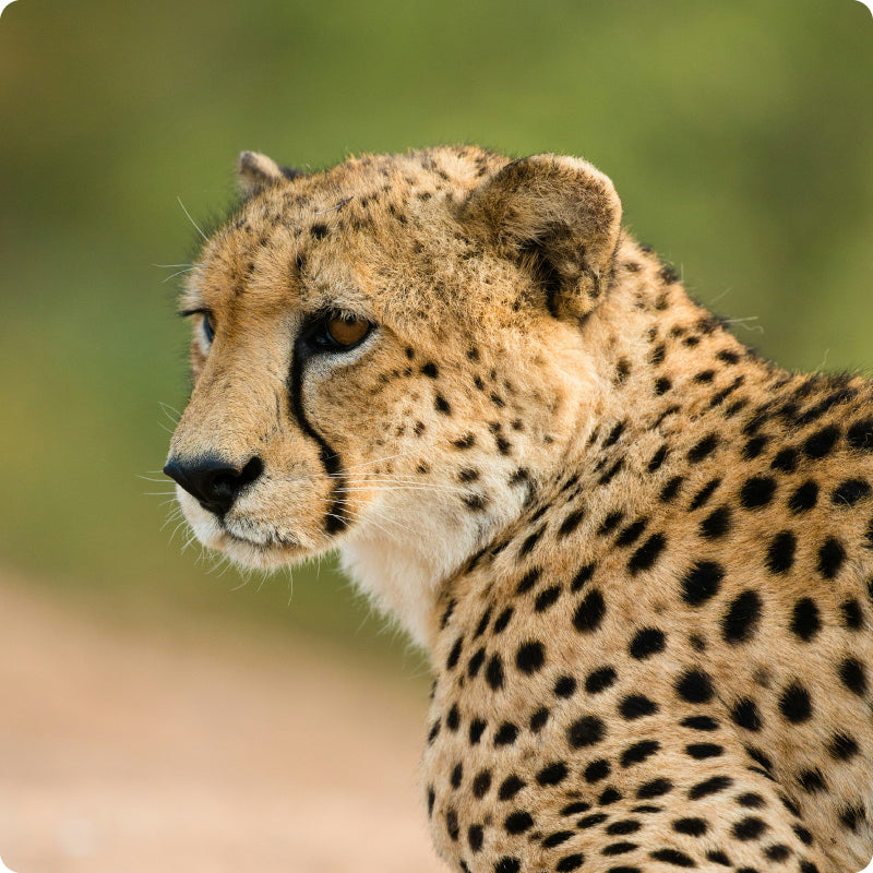 cheetah