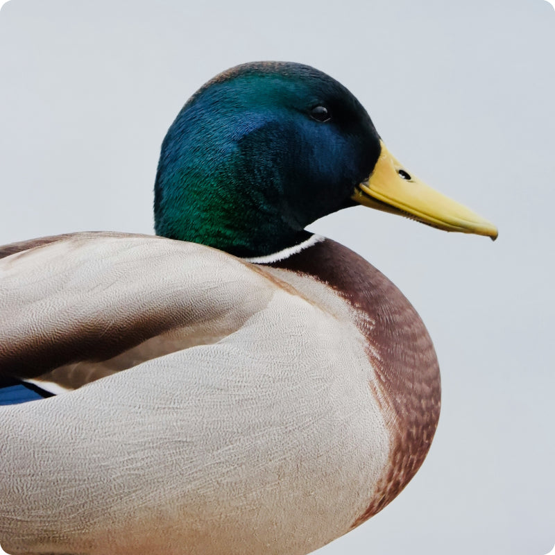 a Mallard duck