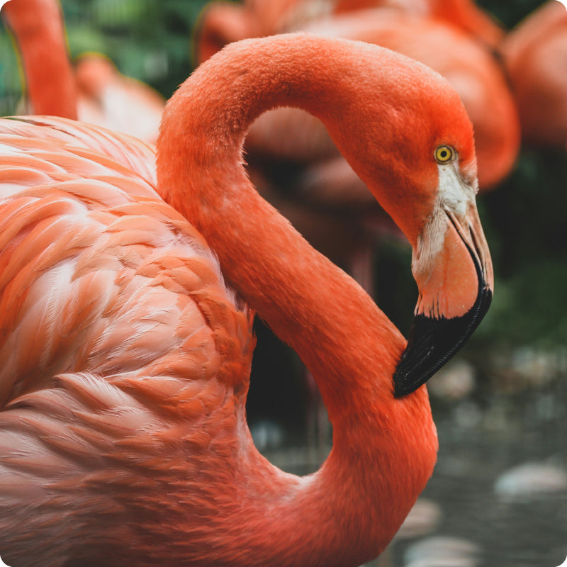 flamingo