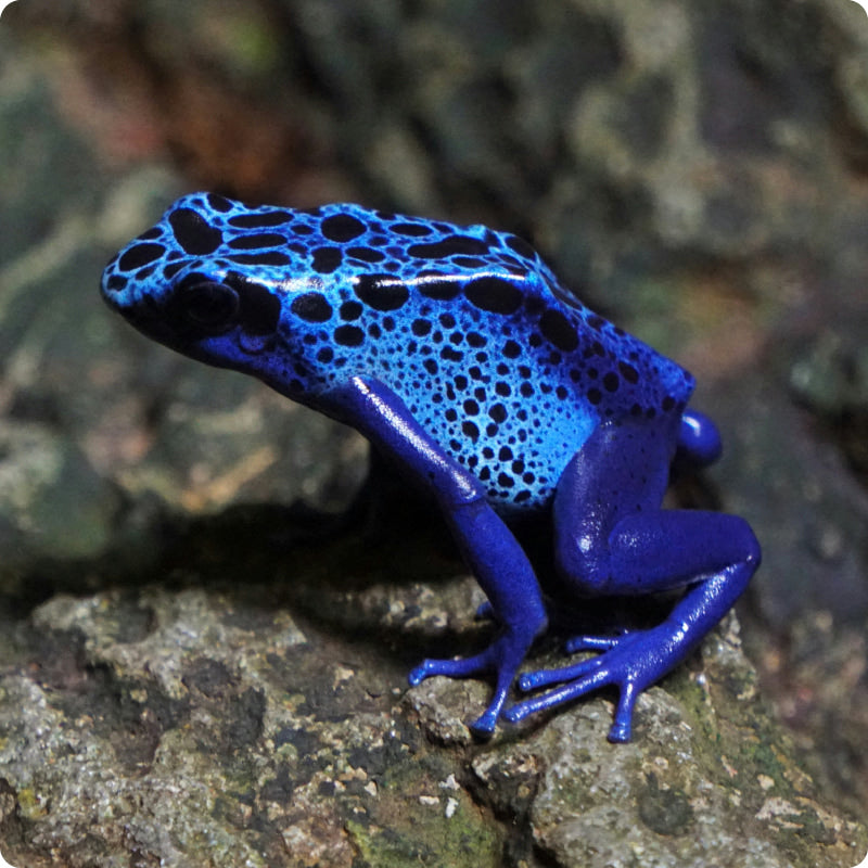 blue frog