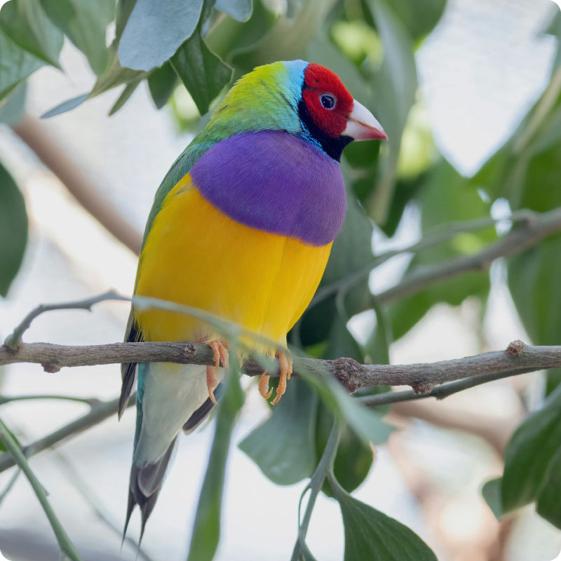 gouldian finch