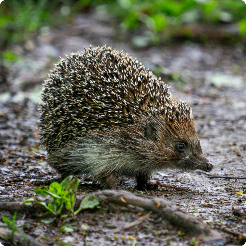 hedgehog