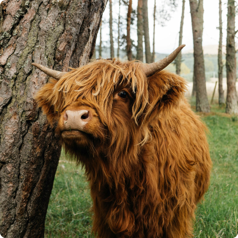 highland cow